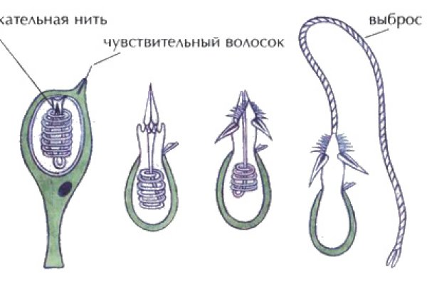 Прямая ссылка на кракен